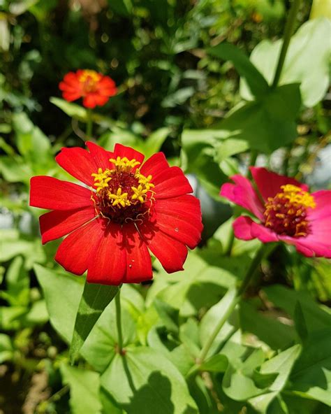 Lovely Colorful Zinnia Flower Garden Along The Way Going To A