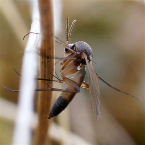 A Fungus Gnat Mycetophilidae © Mike Pennington Geograph