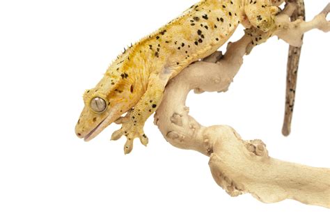 Crested Gecko Care Guide Exotics Keeper Magazine