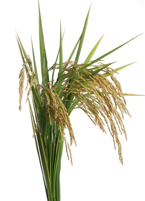 Rice Plants Picture Plants Bp