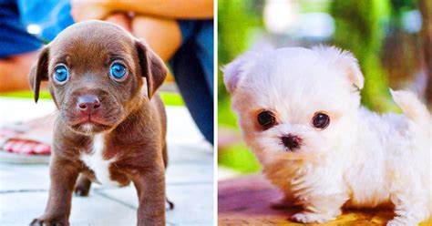 Los 20 Cachorros más adorables que han conquistado el corazón de las redes
