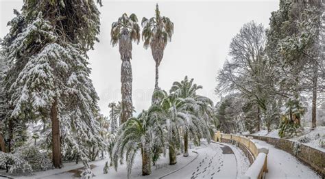 Hohe Palmen Im Arboretum Von Sochi Russland Stockbild Bild Von