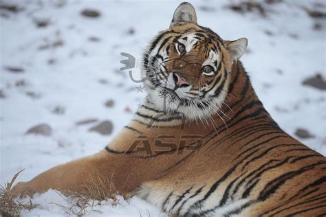 Bengal Tiger Stalking Prey Action Sports Photography Inc