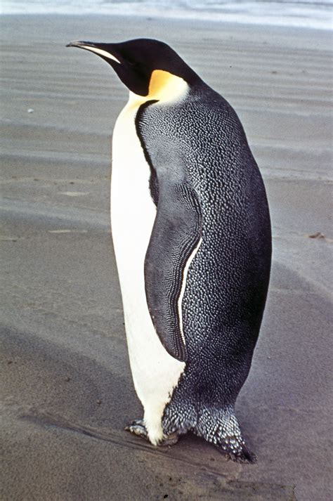 Emperor Penguin New Zealand Birds Online