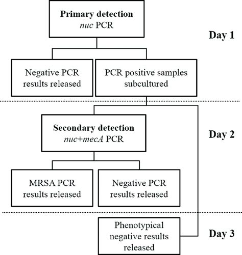 Mrsa Screening Workflow After Selective Pre Enrichment In Overnight