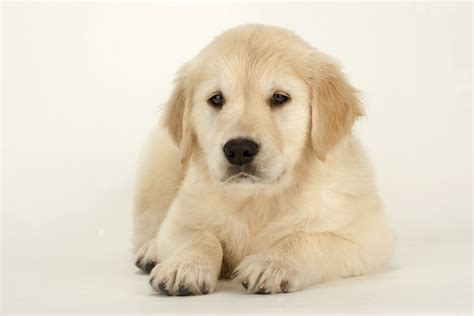 You may be wondering how to calm down an energetic dog. How to Train a Puppy to Lay Down