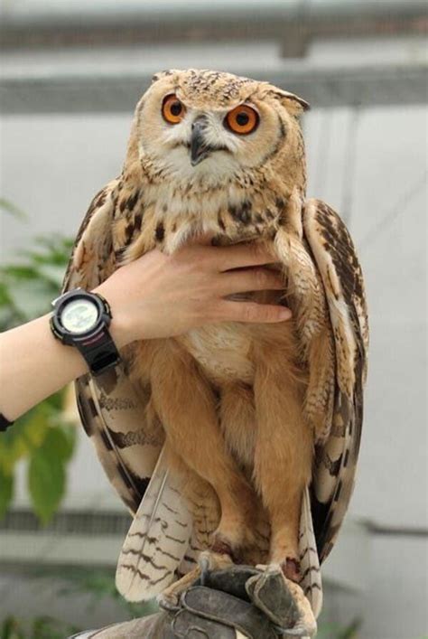 Lots Of Hilarious Pictures Of Owl Legs For You To Enjoy