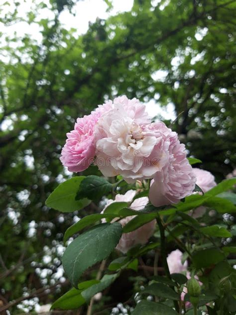 Branch With Beautiful Fragrant Pink Roses In A Garden Stock Photo