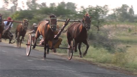 Horse Cart Racing Jainapurbig Horsesскачки 赛马 Paardenrennen Balap