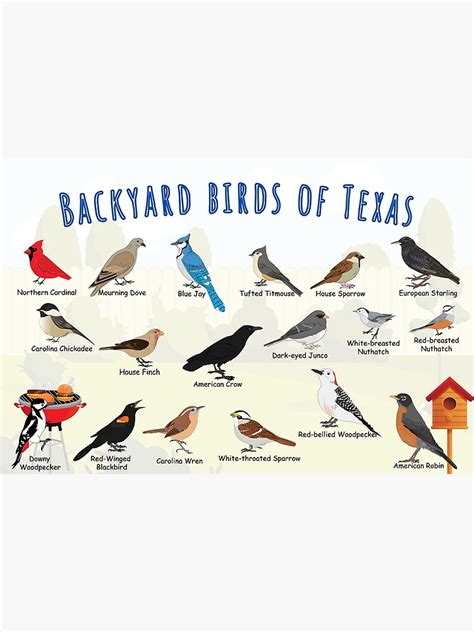 Backyard Birds Of Texas Poster By Andymcbird Redbubble