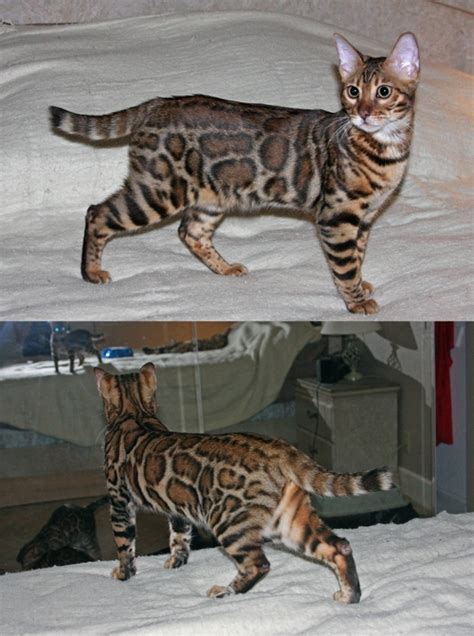The name bengal cat comes from the scientific name for his ancestor the asian leopard cat, p. Bengal Cat Brie - Standard Poodles for Sale