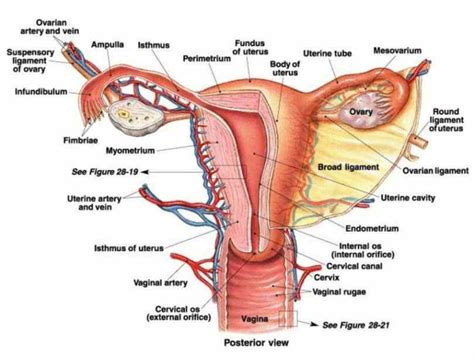 female genital tract offemale tract external genitalia internal accessory reproductive check