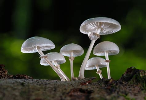 Understanding Fungi Characteristics And Function