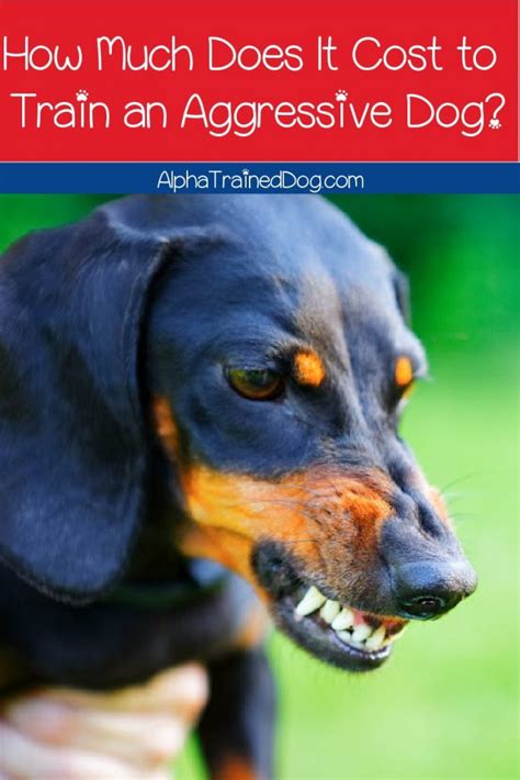We did not find results for: How Much Does It Cost to Train an Aggressive Dog? - Alpha ...