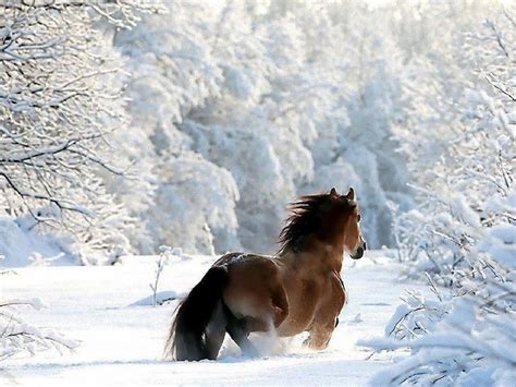 Beautiful Winter Scene With Horse Winter Pinterest