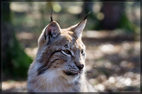 Eurasischer Luchs Lynx Lynx Foto And Bild Tiere Zoo Wildpark