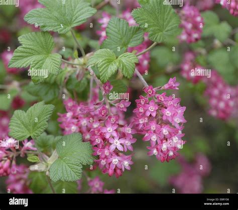 Blood Currant Red Flower Currant Red Flowering Currant Ribes