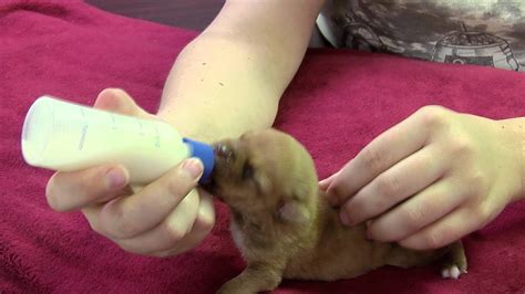 Caring for Neonatal orphaned puppies - YouTube