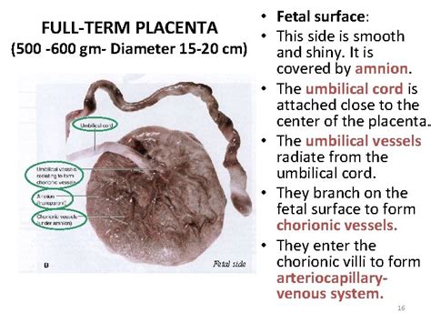 Placenta By Prof Saeed Makarem 1 Placenta This