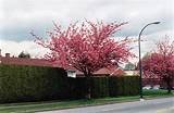 Kwanzan Flowering Cherry Tree For Sale Images