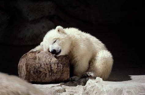 Sleeping Polar Bear Cub Animal And Bird Babies Pinterest