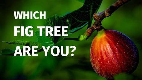 Spiritual Meaning Of Fig Tree Churchgistscom