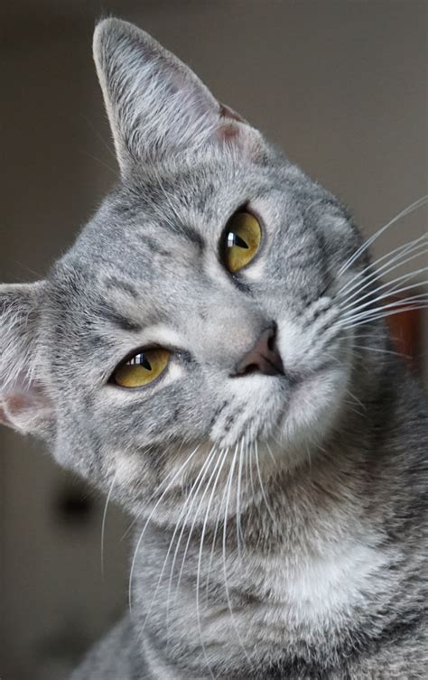 Download Wallpaper 840x1336 Feline Gray Fur Cat Muzzle Iphone 5