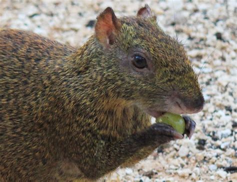 Mexican Agouti Trs Yucatan Yucatan Wildlife Mammals