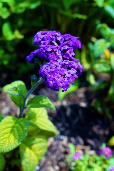 Top 22 Fragrant Flowers For A Heavenly Smelling Garden