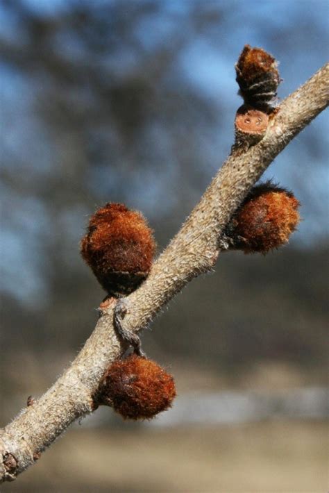 Slippery Elm Not Recommended The Morton Arboretum