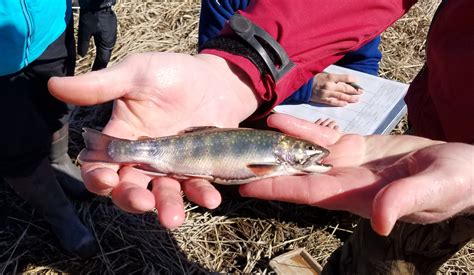 Trout Thrive Again In Two Northeast Iowa Streams Thanks To Improvements