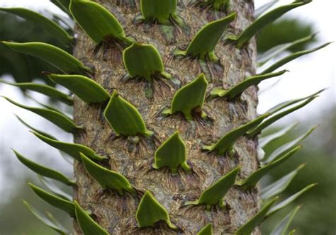 Best adapted for the west coast, the monkey puzzle tree can. Pin on Trees and Arbors