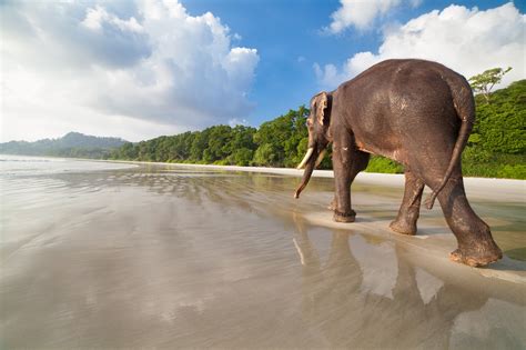 Online Andaman Elephant Beach In Havelock With Water Activities