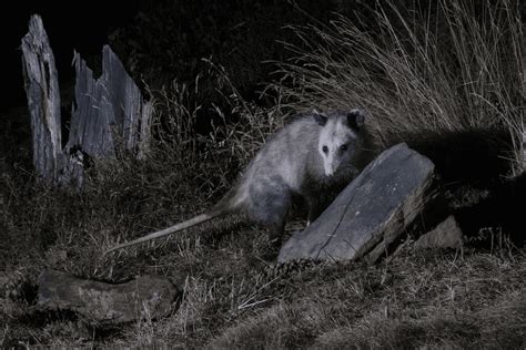 Opossum Poop What Does It Look And Smell Like Floofmania