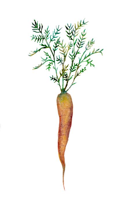 Carrot Illustration
