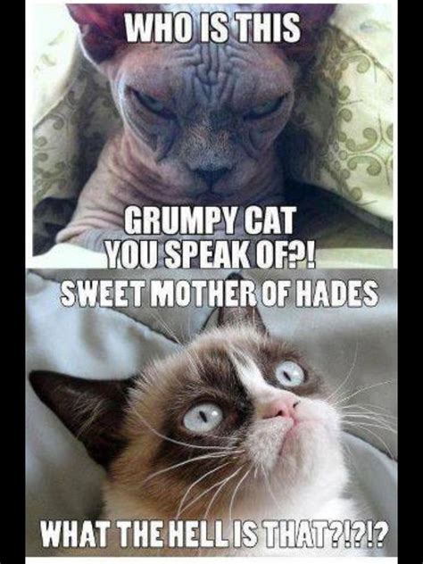 Angry Cat Funny Grumpy Cat Memes Funny Animal Memes Funny Cats Funny