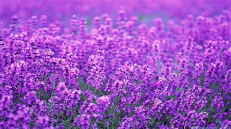 Lavender Desktop Wallpapers Top Free Lavender Desktop Backgrounds