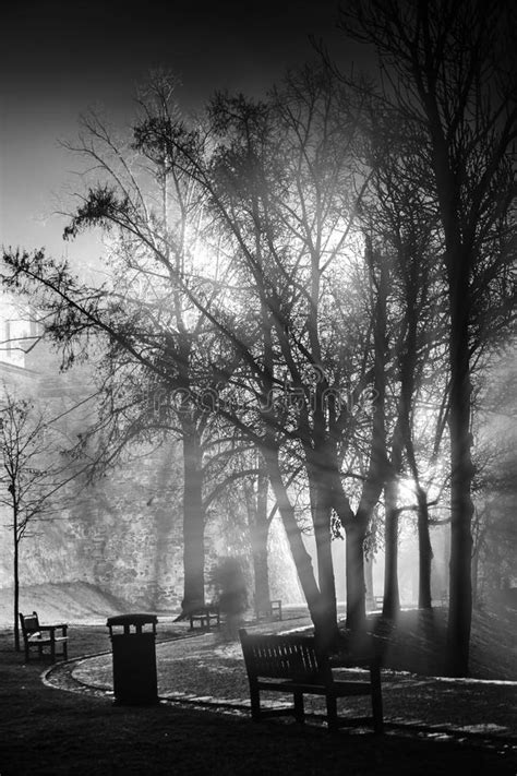 Foggy Night In Park Stock Image Image Of Winter Field 37159261