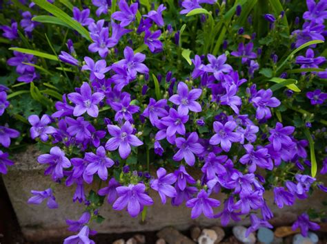 Campanula Care Guide How To Grow Bellflowers Gardening Know How