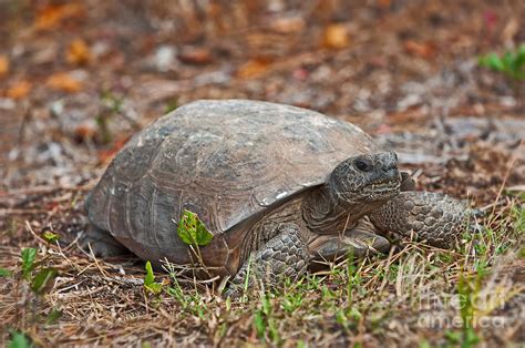 Florida Gopher Tortoise Photograph By Anne Kitzman Pixels