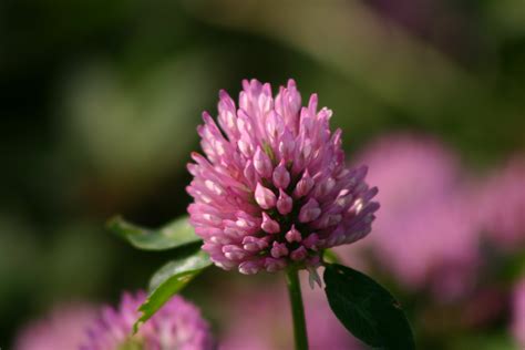 Trial Update Red Clover Monocultures Shop Kingshay