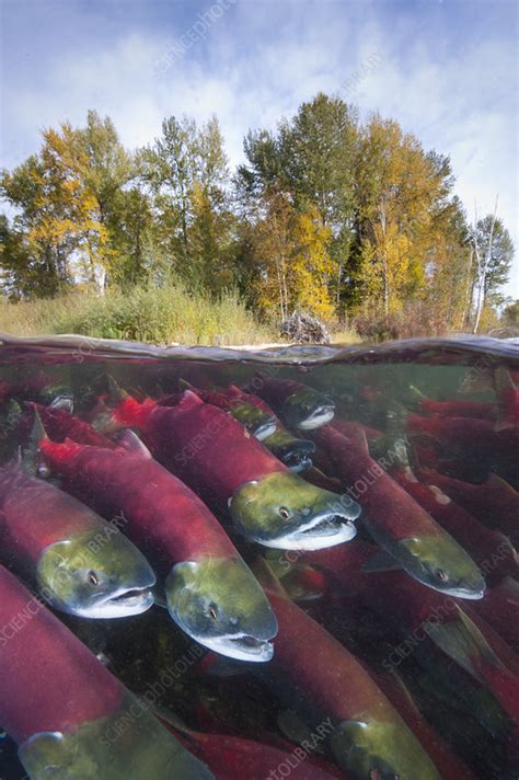 Group Of Sockeye Salmon Swimming Upstream Stock Image C0407790
