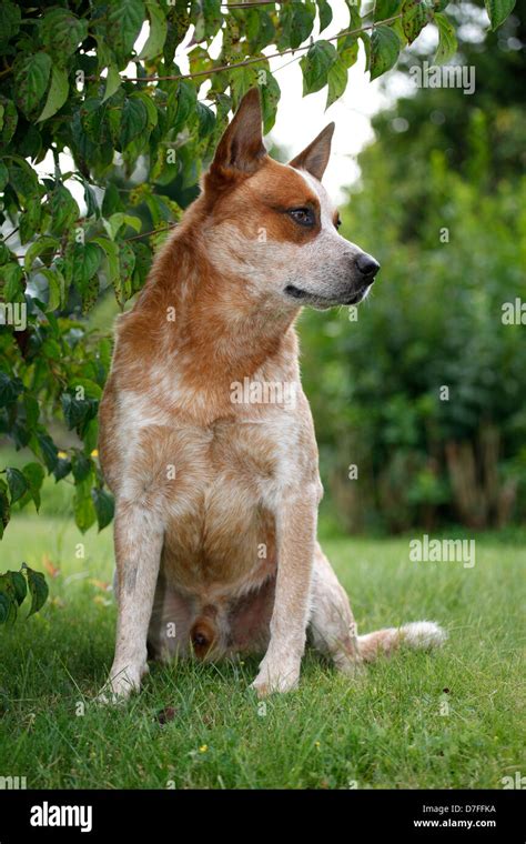 Sitting Australian Cattle Dog Stock Photo Alamy