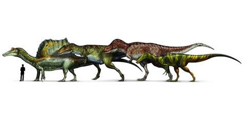 Contrary to popular belief, the t. Spinosaurus, Giganotosaurus, Tyrannosaurus and Suchomimus ...