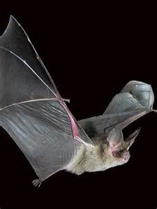 Library Pic A Bat Flying Abc News Australian Broadcasting Corporation