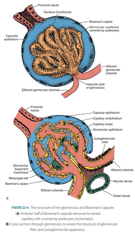 Structures Of The Nephron Anatomy And Physiology