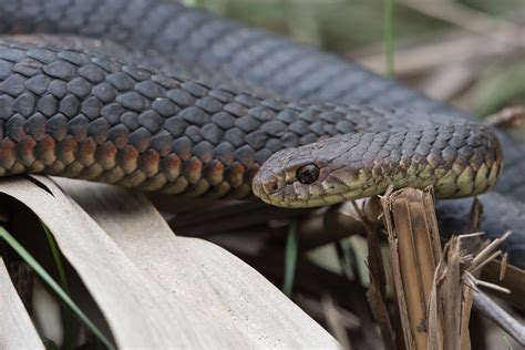 Lowland Copperhead Snake Helen Cunningham Flickr