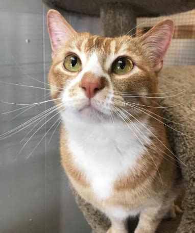 He has a grade 3 heart murmur and on c/d food for life. Godfrey DSH Orange/White Neutered Male... - Cat Tales ...