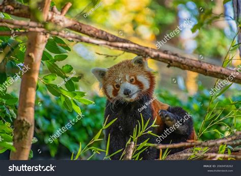 Cute Red Panda Known Lesser Panda Stock Photo 2069458262 Shutterstock