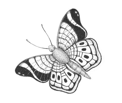 How To Draw A Butterfly With Pen And Ink And Colorful Stippling